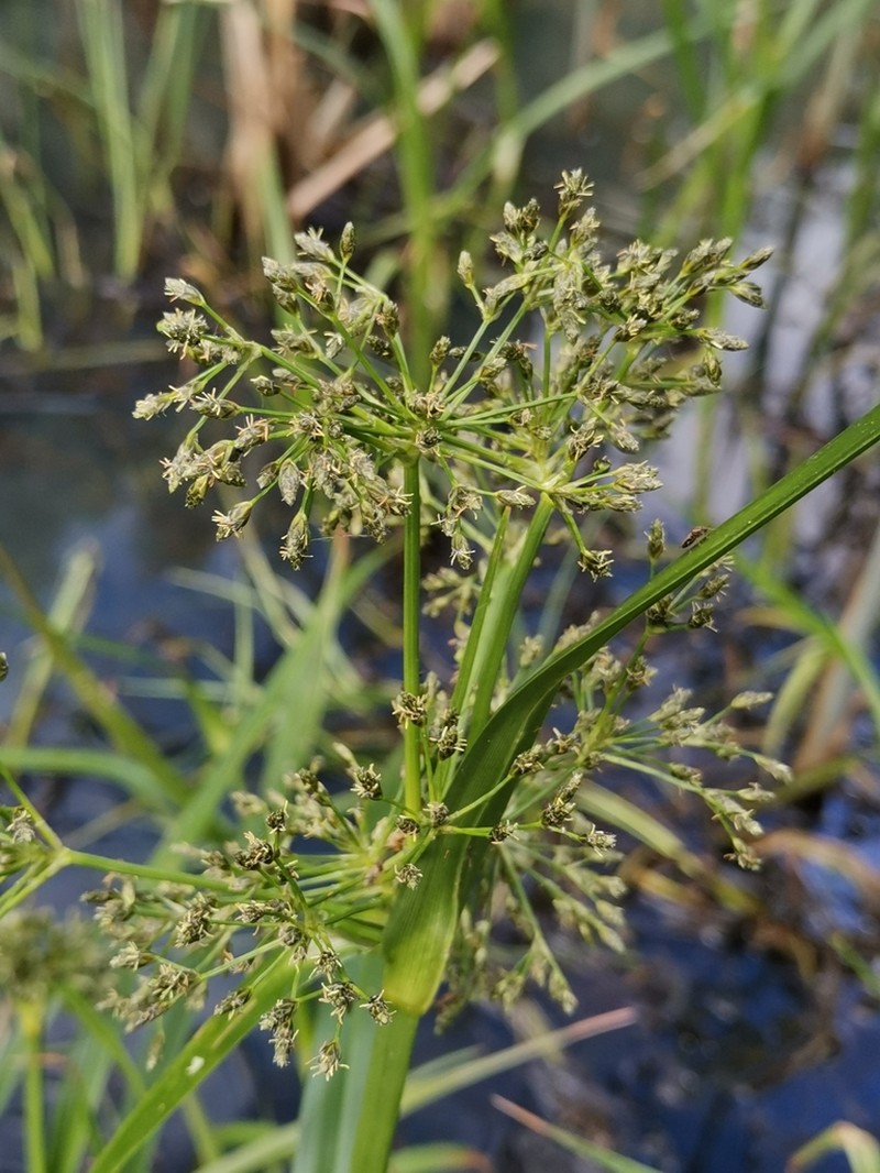 Scirpus radicans photo 5