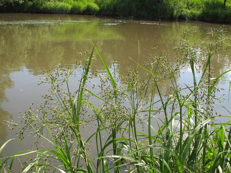 Scirpus radicans photo 6