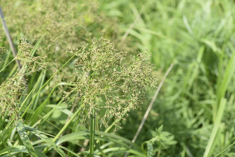 Scirpus radicans photo 7