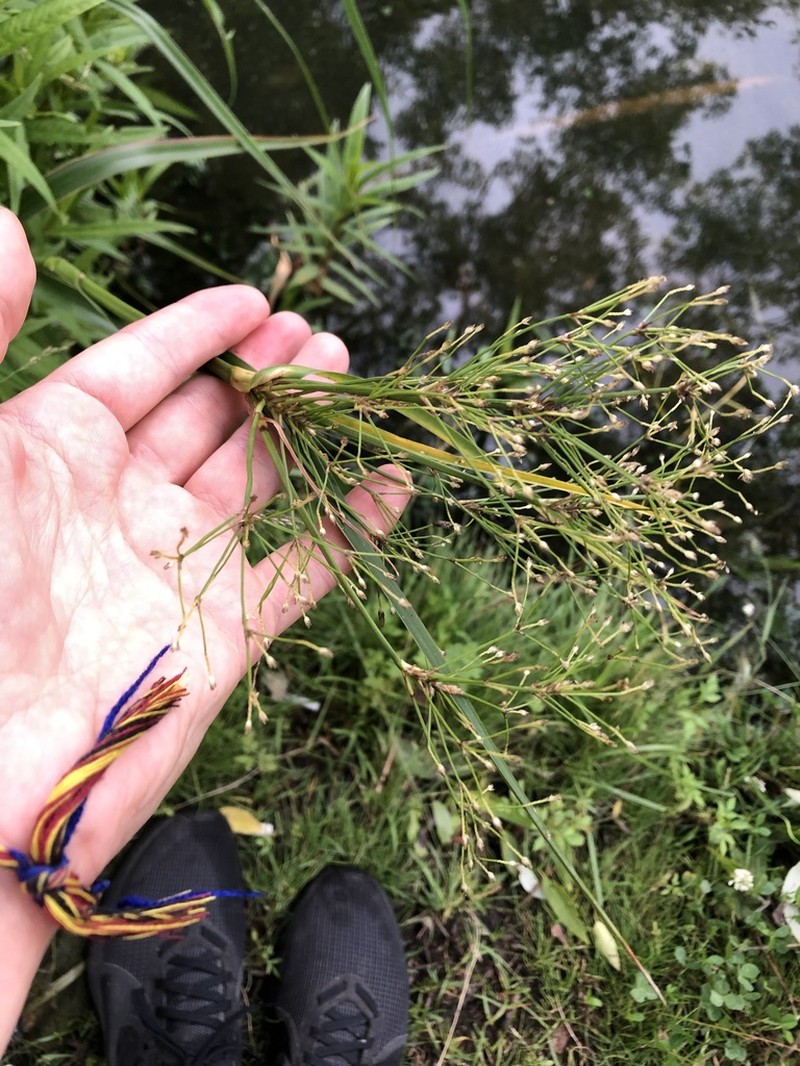 Scirpus radicans photo 8