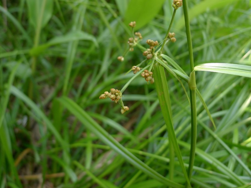 Scirpus rosthornii