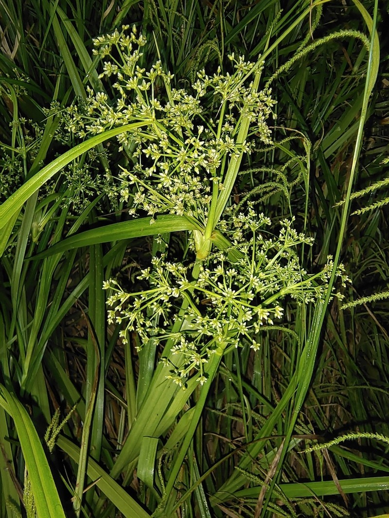 Scirpus rosthornii photo 2