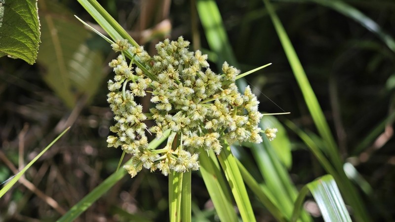 Scirpus rosthornii photo 3