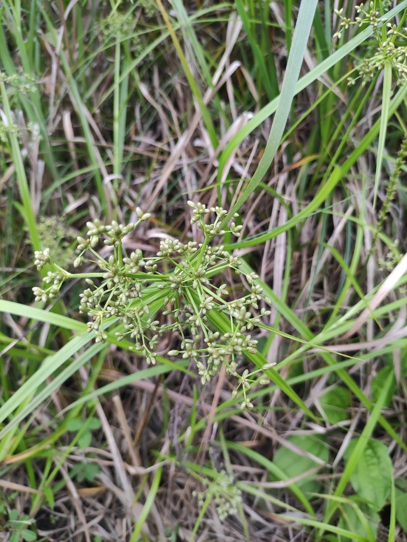 Scirpus rosthornii photo 4