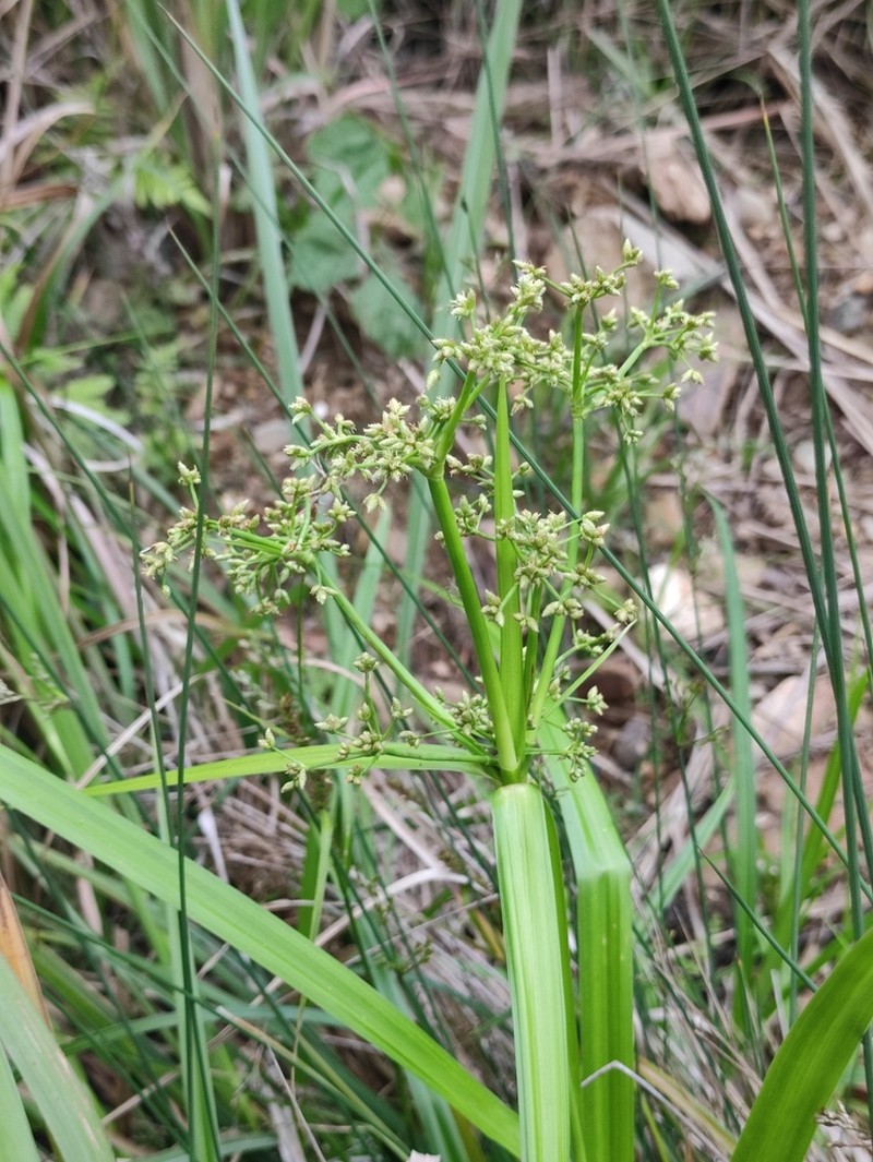 Scirpus rosthornii photo 5