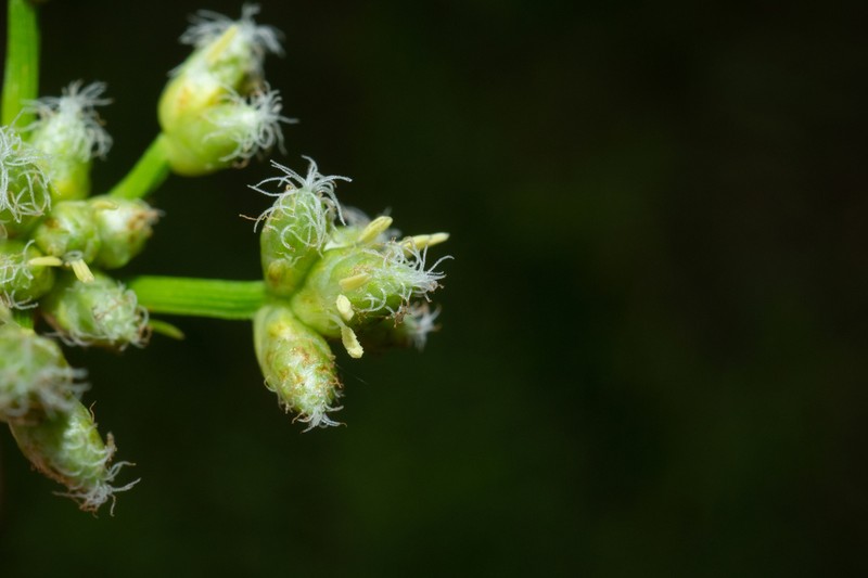 Scirpus rosthornii photo 6