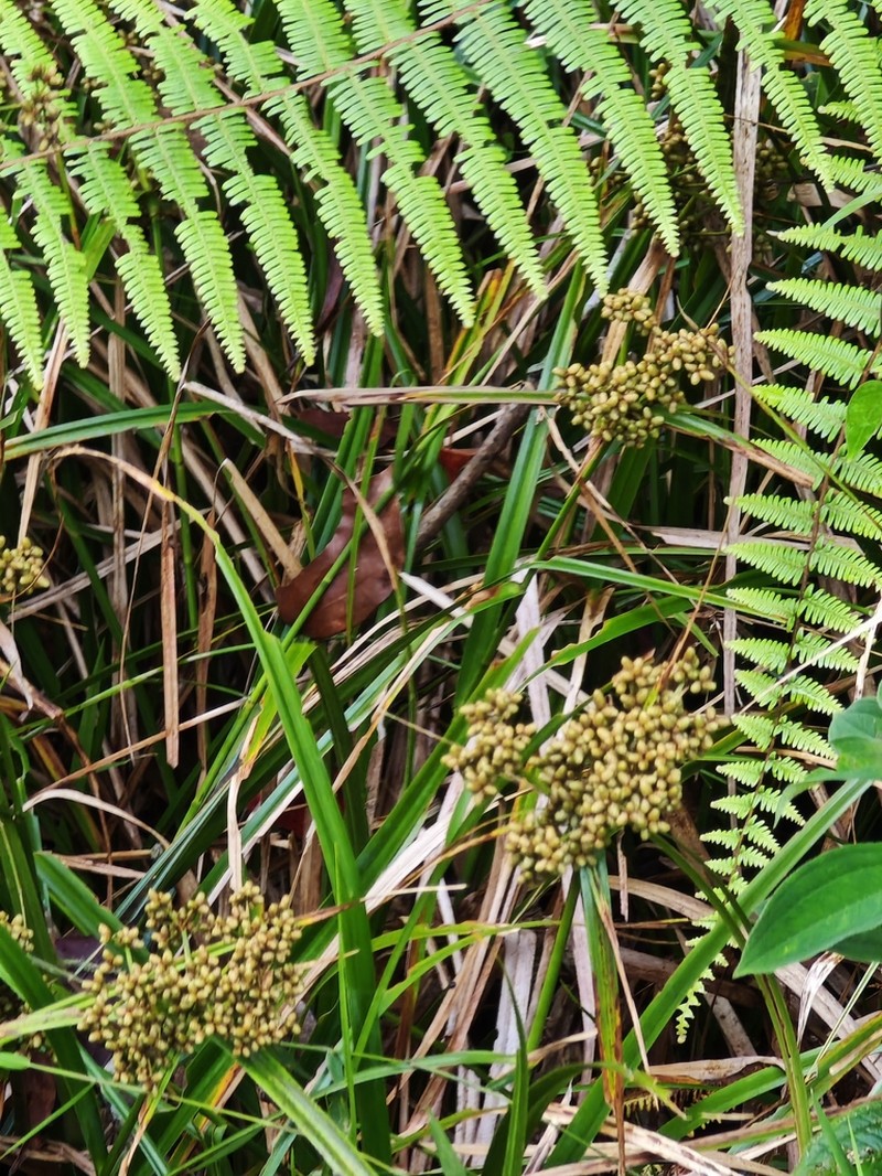 Scirpus rosthornii photo 7