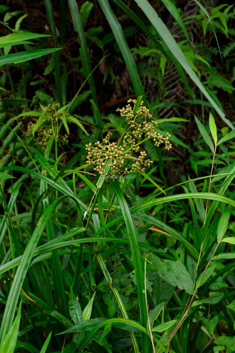 Scirpus rosthornii photo 8