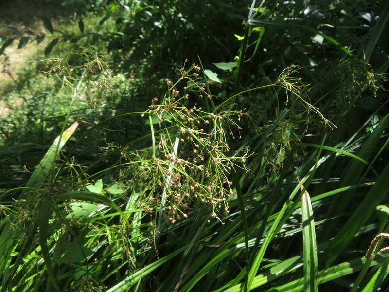 Scirpus sylvaticus photo 2