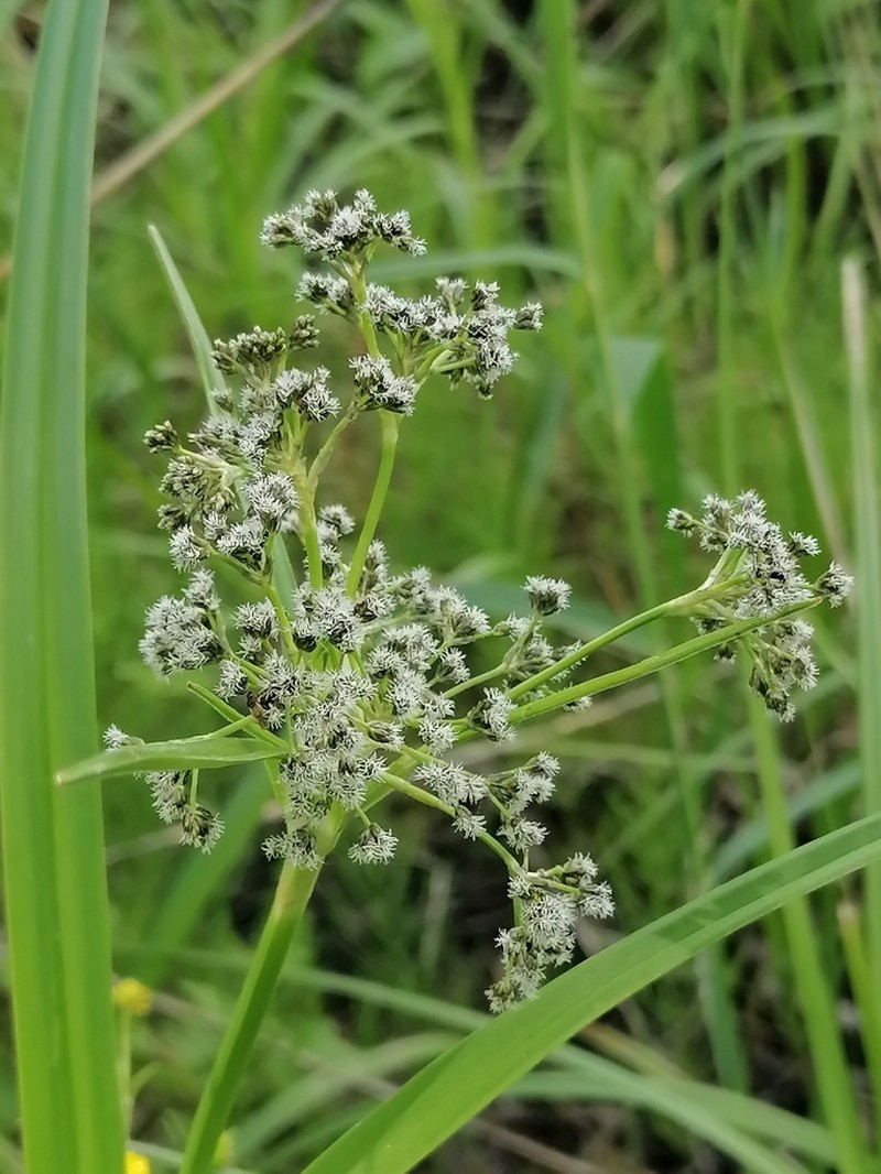 Scirpus sylvaticus photo 3