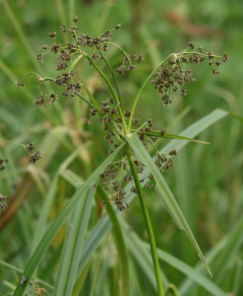 Scirpus sylvaticus photo 4