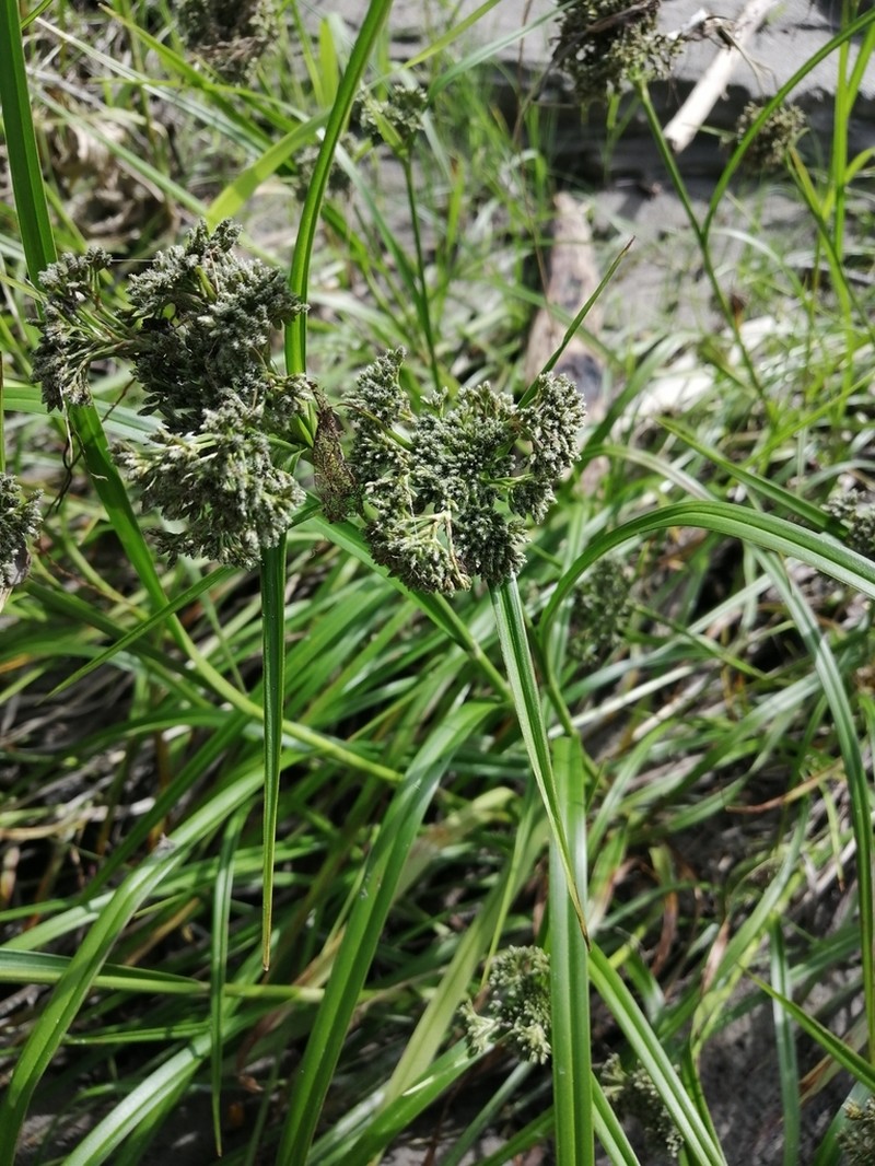 Scirpus sylvaticus photo 5
