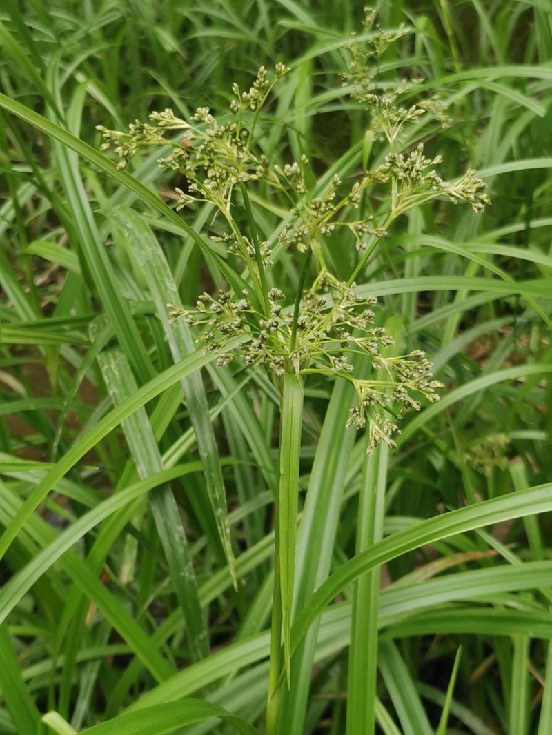 Scirpus sylvaticus photo 6