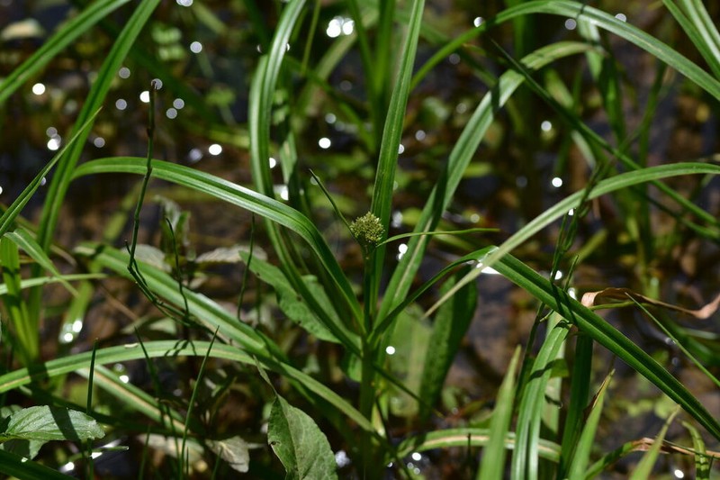 Scirpus sylvaticus photo 7