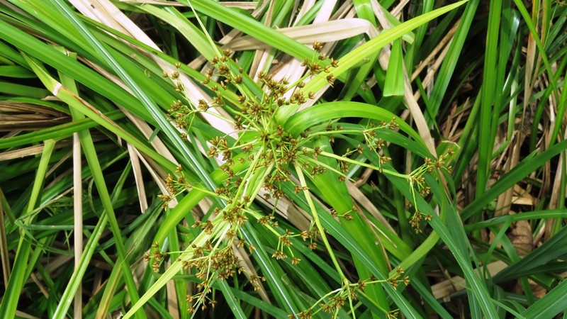 Scirpus ternatanus photo 2