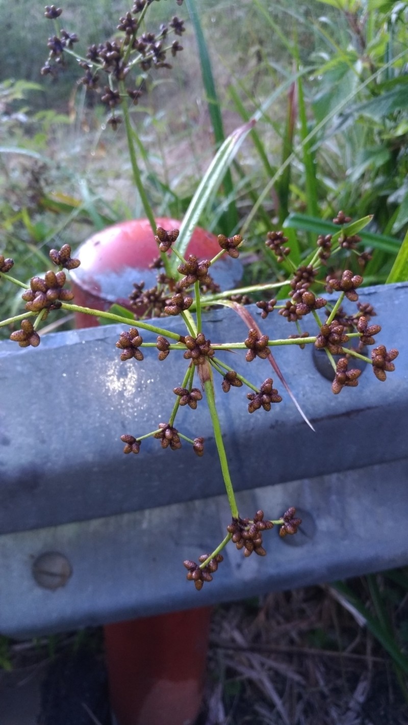 Scirpus ternatanus photo 3