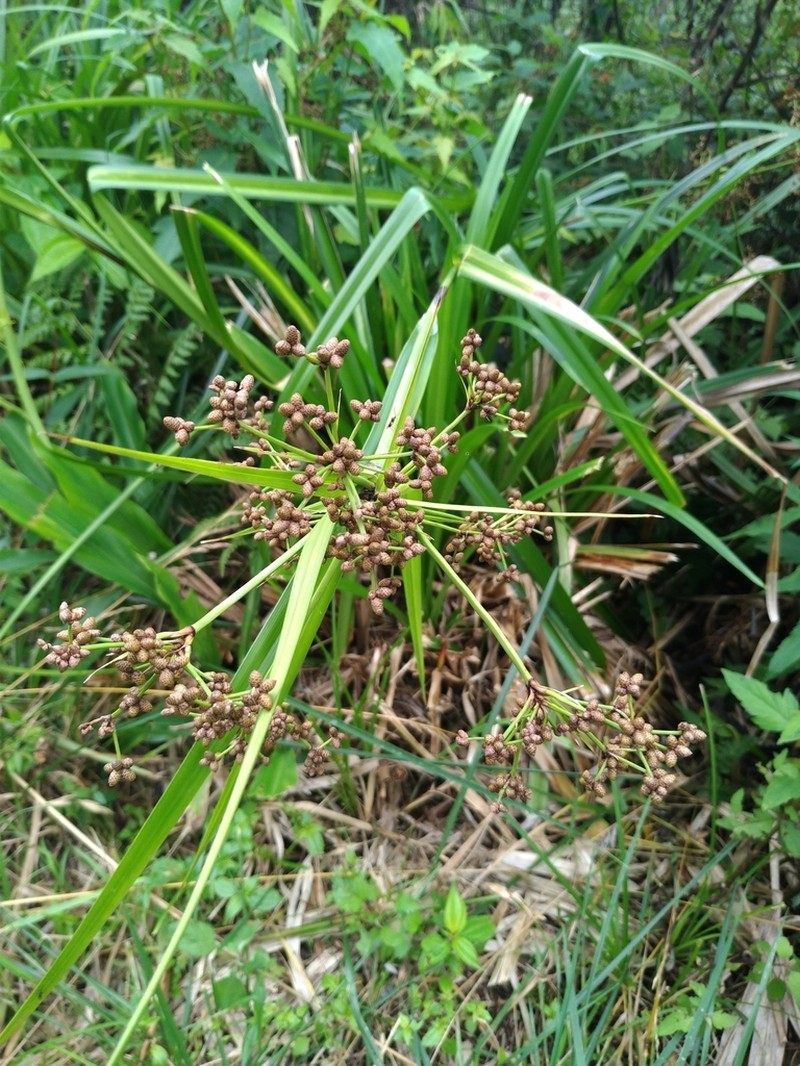Scirpus ternatanus photo 4