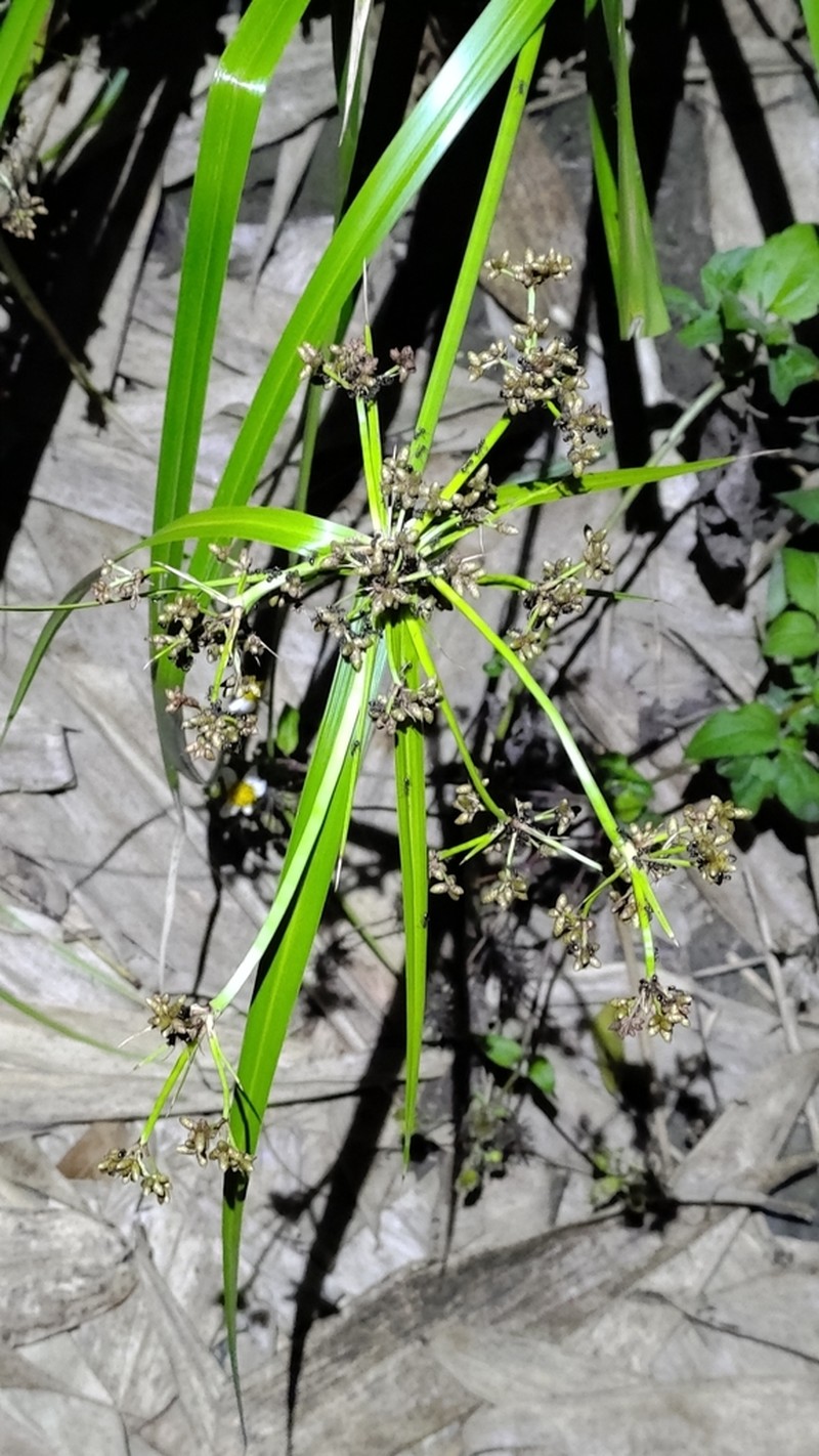 Scirpus ternatanus photo 5