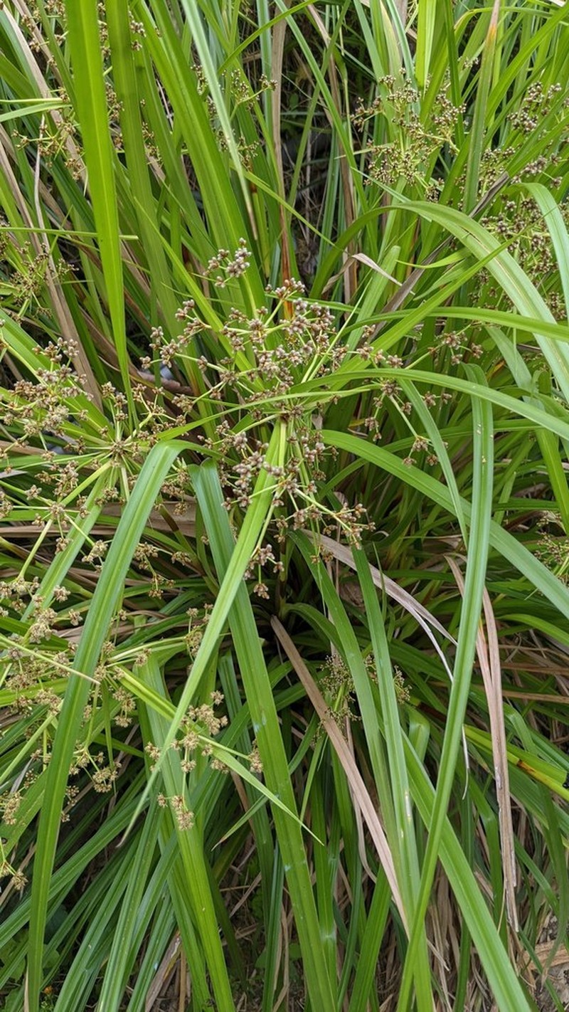 Scirpus ternatanus photo 6