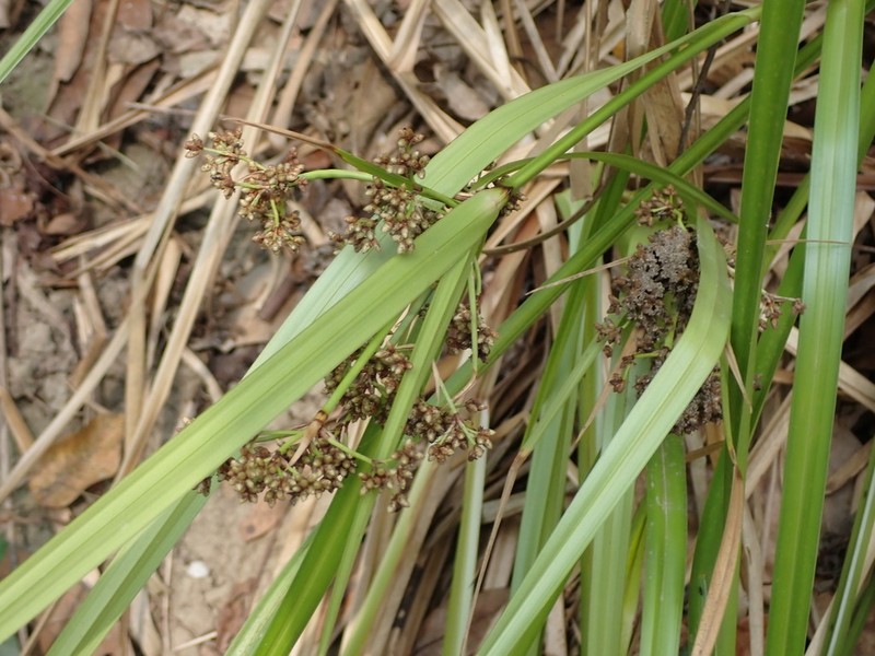 Scirpus ternatanus photo 7
