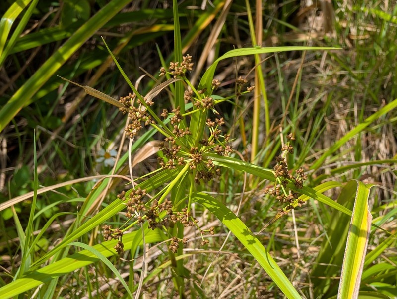 Scirpus ternatanus photo 8