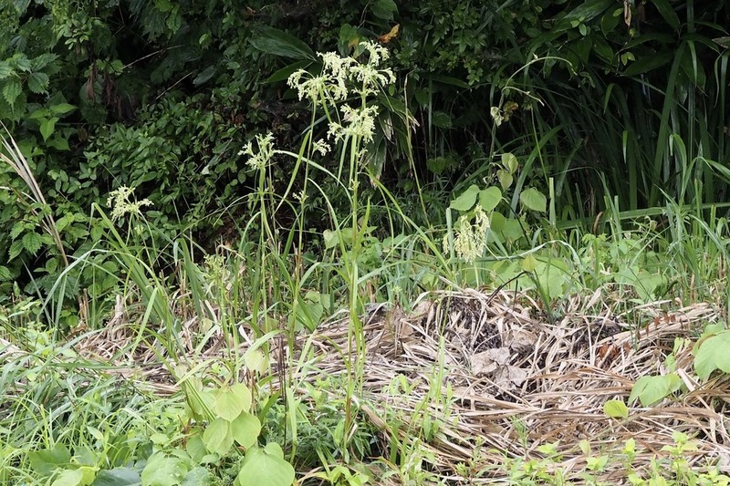 Scirpus wichurae