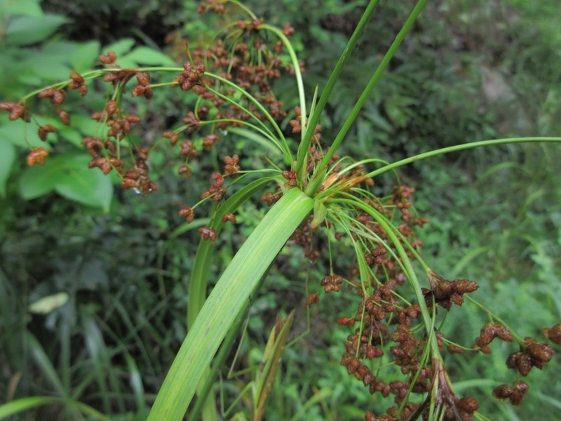 Scirpus wichurae photo 2