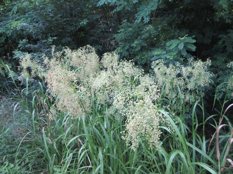 Scirpus wichurae photo 3