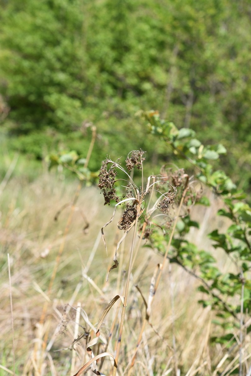 Scirpus wichurae photo 4