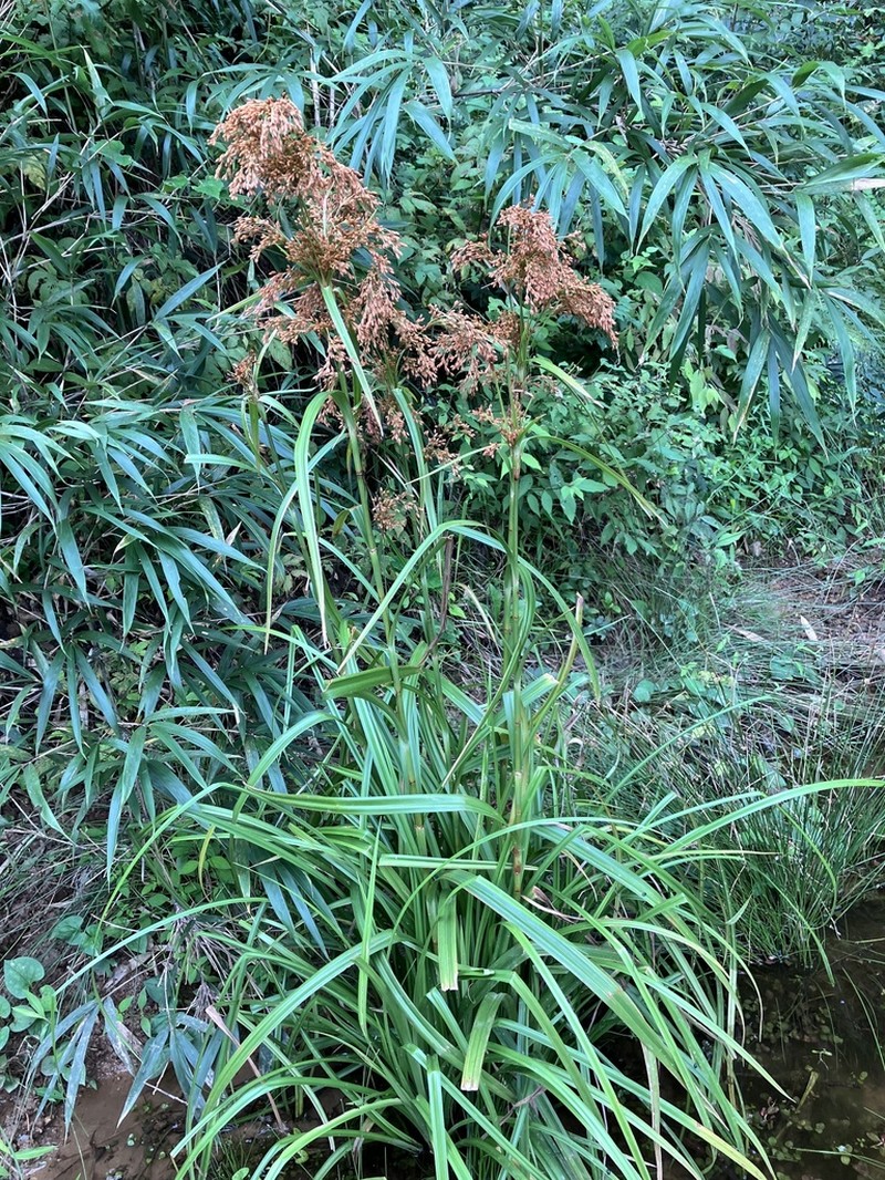 Scirpus wichurae photo 5