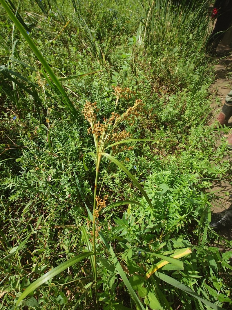 Scirpus wichurae photo 6