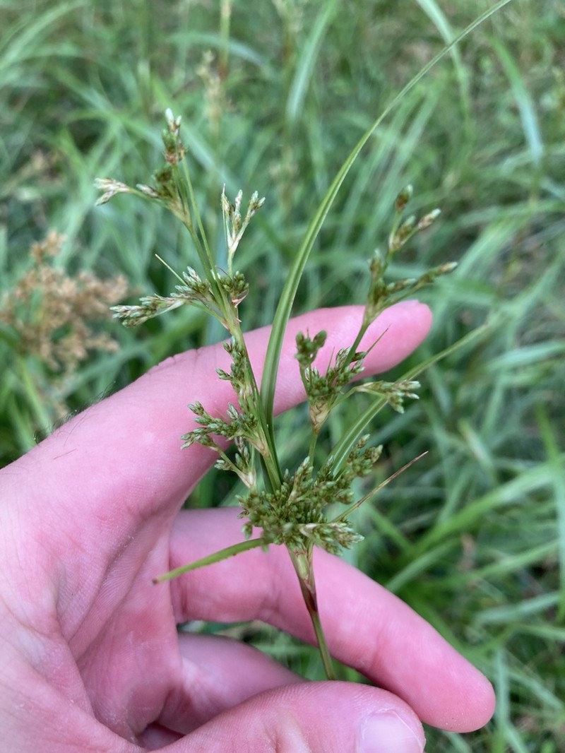 Scirpus wichurae photo 7