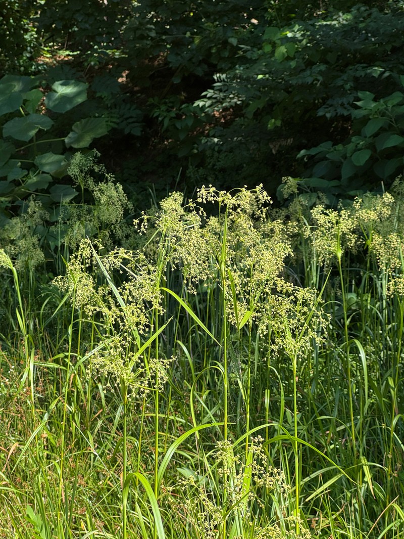 Scirpus wichurae photo 8