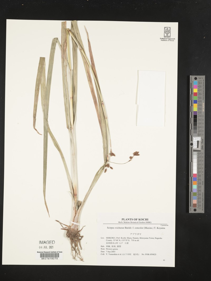 Scirpus wichurae var. wichurae
