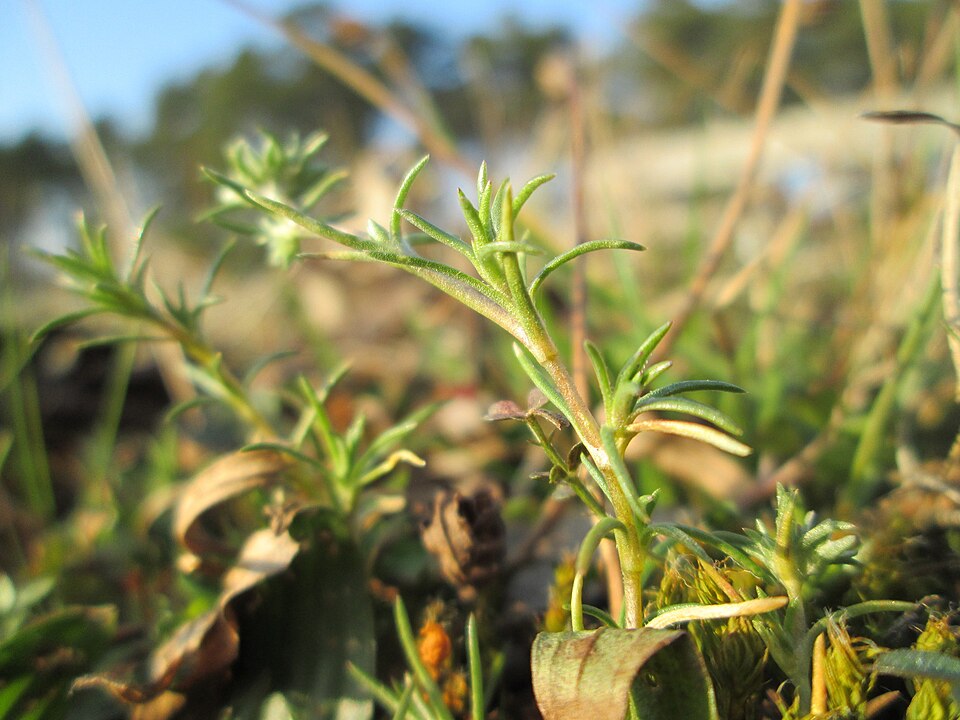 German Knotgrass photo 4