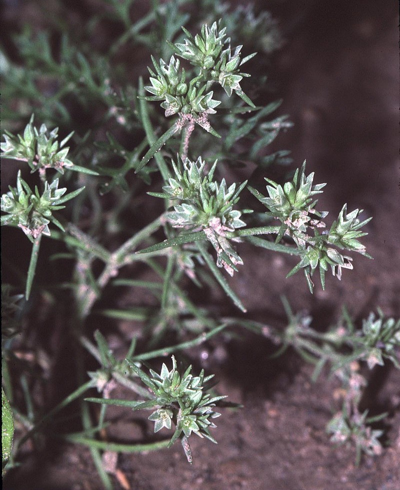 German Knotgrass