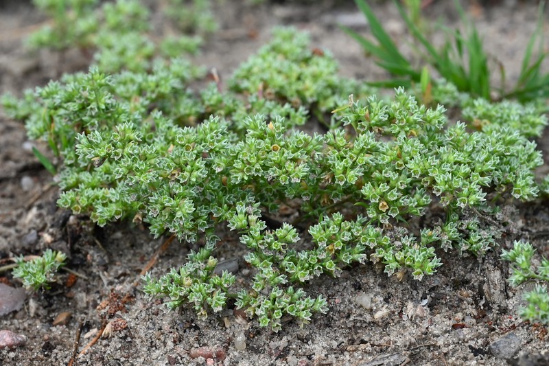 German Knotgrass photo 2