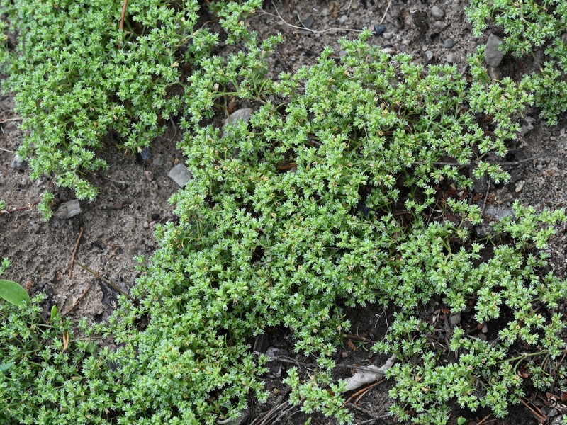 German Knotgrass photo 3