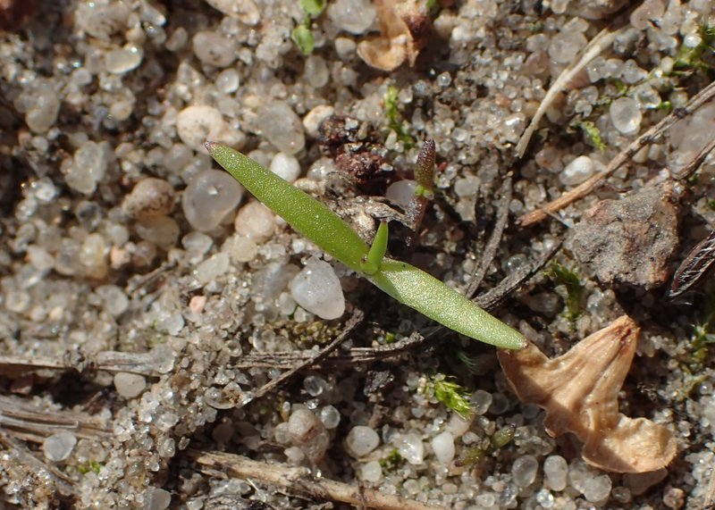German Knotgrass photo 5