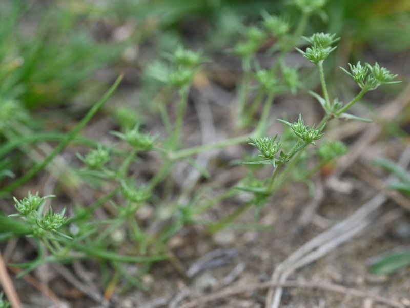 German Knotgrass photo 6