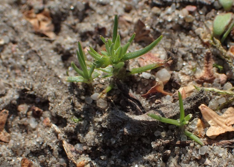 German Knotgrass photo 7