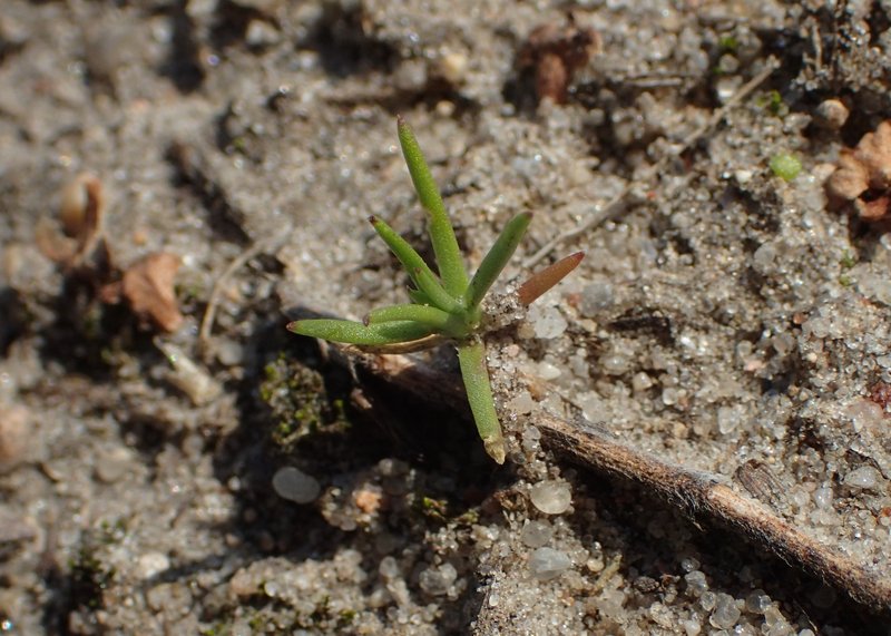 German Knotgrass photo 8