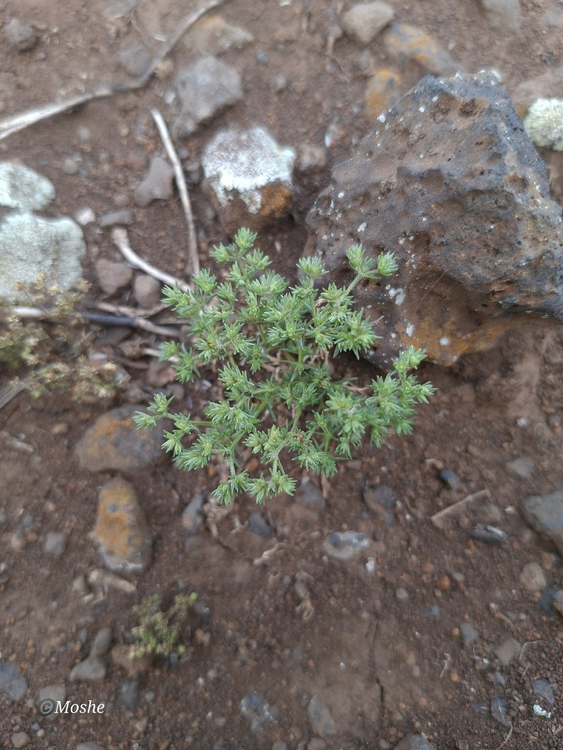 Scleranthus annuus subsp. annuus