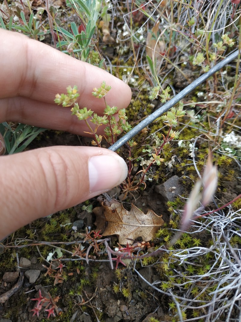 Scleranthus annuus subsp. collinus