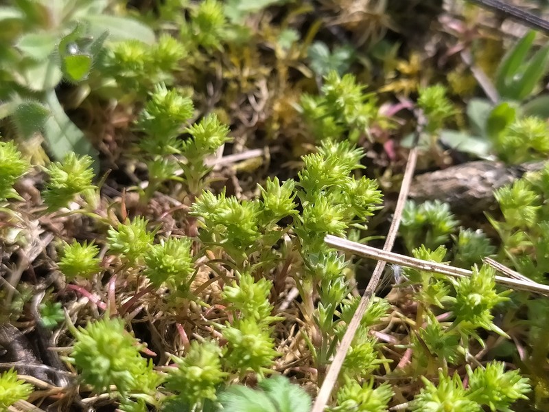 Scleranthus annuus subsp. collinus photo 2