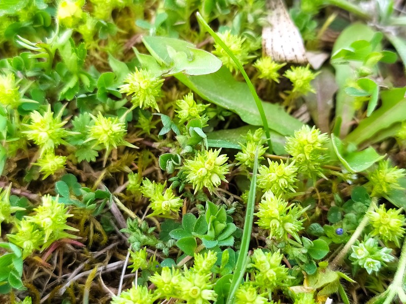 Scleranthus annuus subsp. collinus photo 3