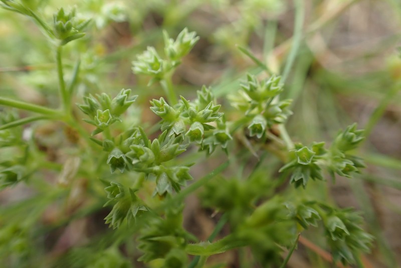 Scleranthus annuus subsp. collinus photo 4