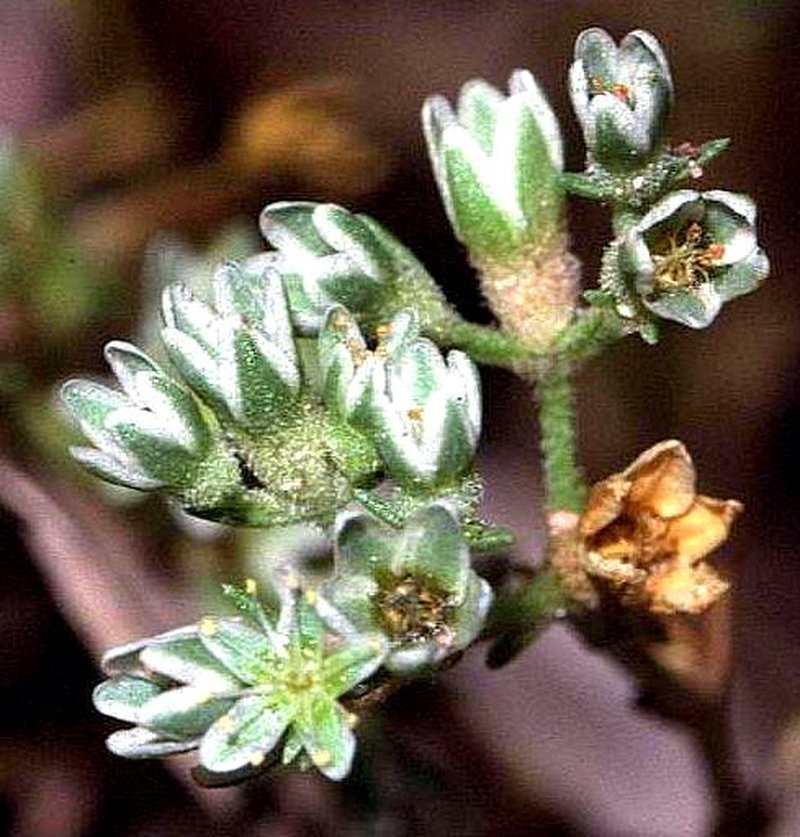 Perennial Knawel photo 4