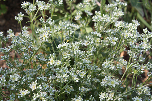Perennial Knawel photo 5