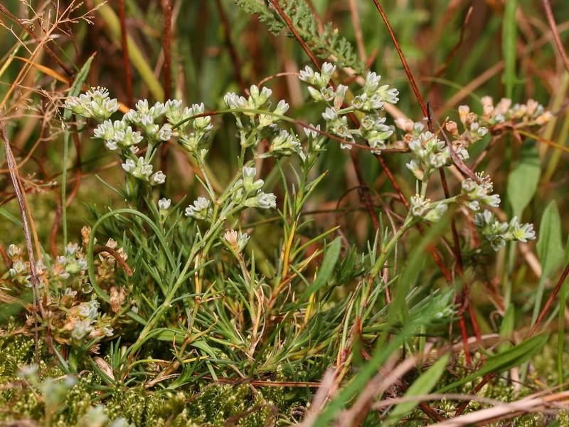 Perennial Knawel